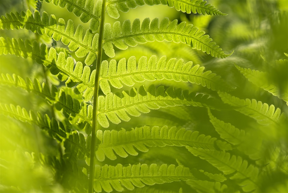 Nos conseils pour purifier l’air de votre maison